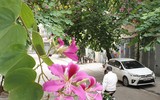 Ngỡ ngàng với con đường hoa ban đỏ trên quê lụa Hà Đông